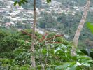 Maunawili Demonstration Trail